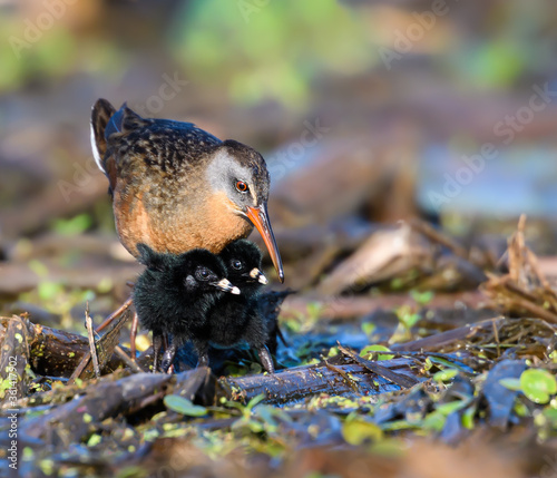 Photography Virginia Rail  with Two Chicks Foraging