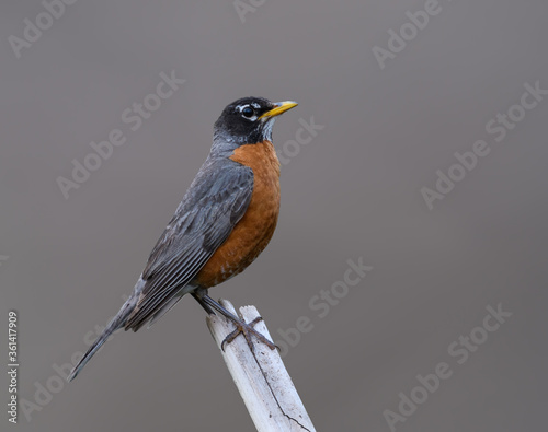 American Robin Portrait on Gray Background