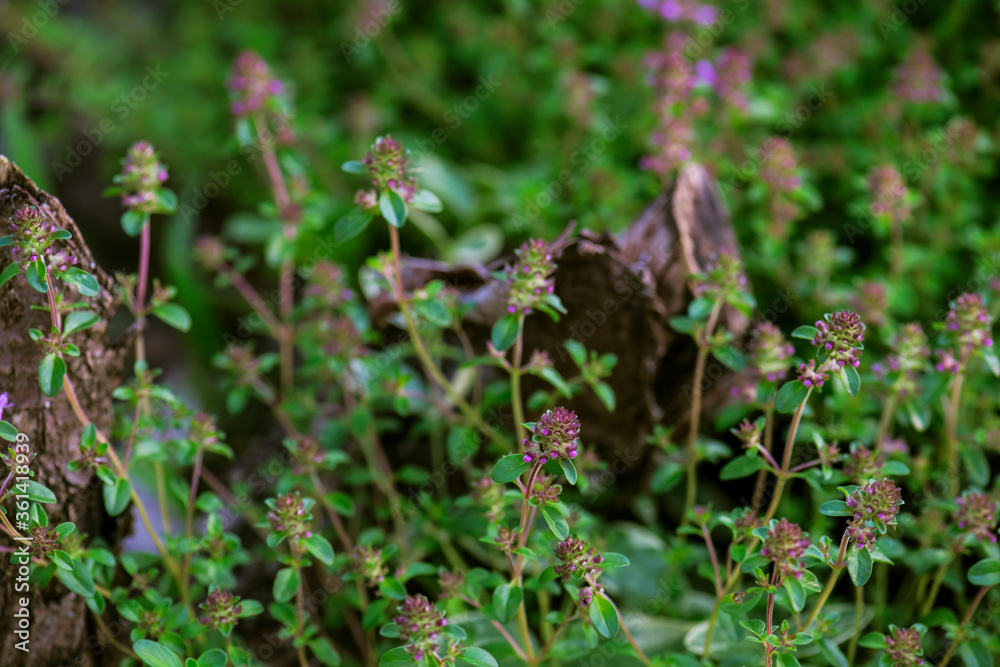 Thymus - healing herb and condiment growing in nature. Selective focus Thymus - healing herb and condiment growing in nature. Selective focus