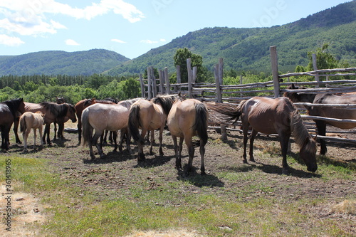 A herd of horses grazes on a green field in a forest in the middle of the mountains. A group of brown and white horse grazing on a lush green field