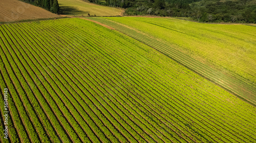 Plantação de hortaliças vista aerea agro © Art by Pixel