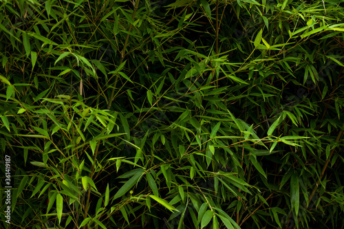 Young bamboo shoots as a background or texture.