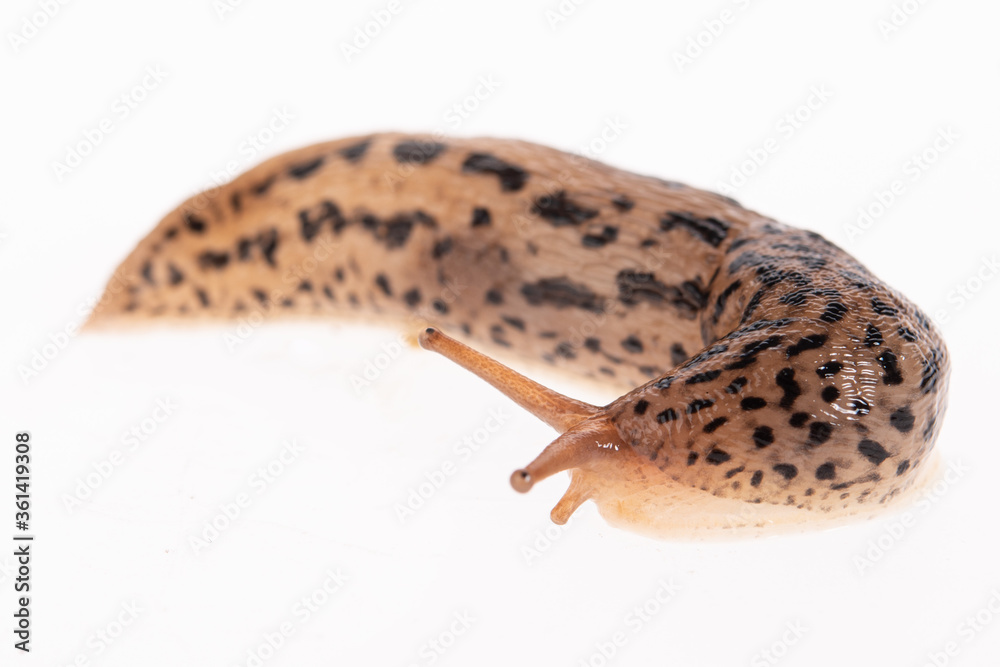 Fototapeta premium Tigerschnegel