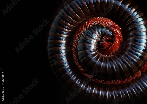 Asian giant millipede Siamese Pointy Tail Millipede   Round-backed  curled up on blacck background.