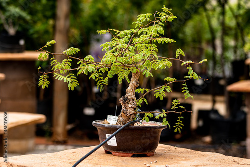Small Bonsai tree close up 