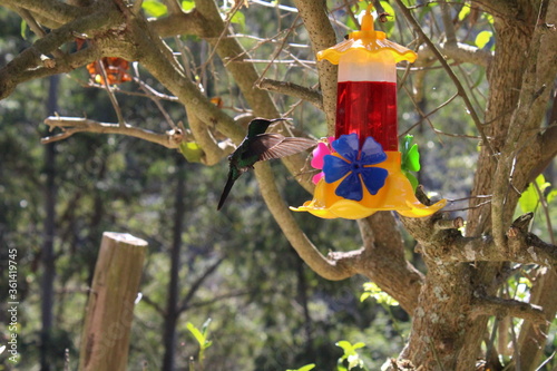 bird feeder in a tree