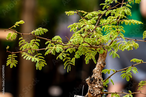 Small Bonsai tree close up 