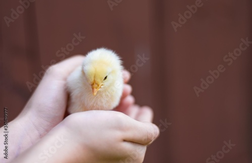 Yellow young fluffy chicken in human hand, eco agriculture concept 