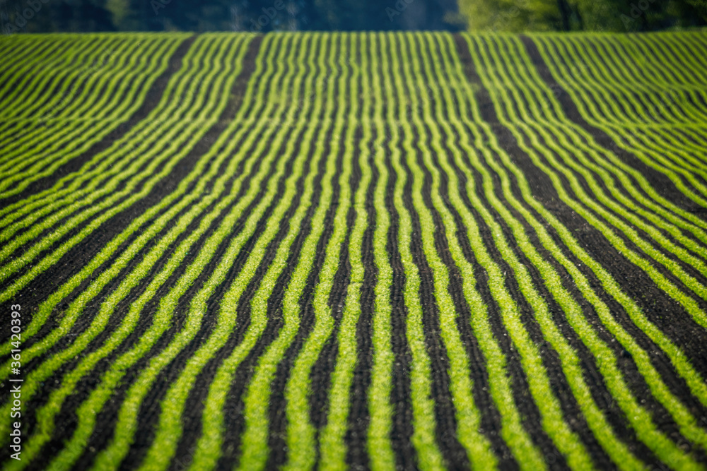 Ecological cropfield in perspective, green and brown lines