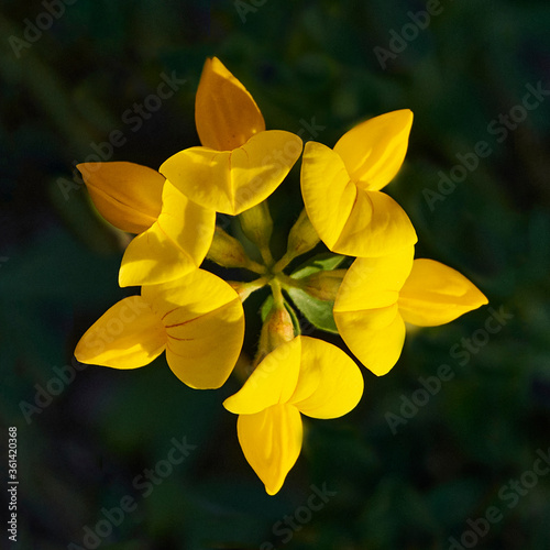 Yellow Six-pointed Star Lyadventa horned