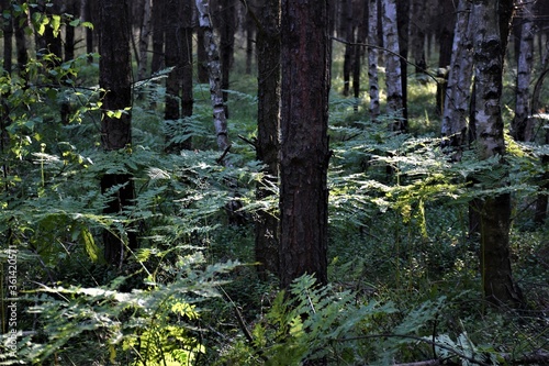 Fototapeta Naklejka Na Ścianę i Meble -  Paproć w lesie