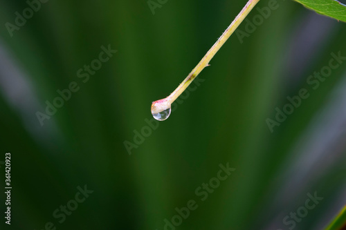 drop of dew on a leaf