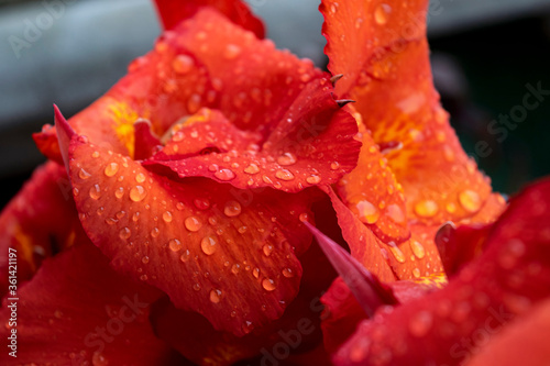 red flower with water drops