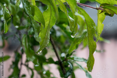 green leaves with water drops