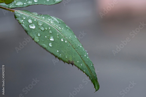 rain drops on leaf