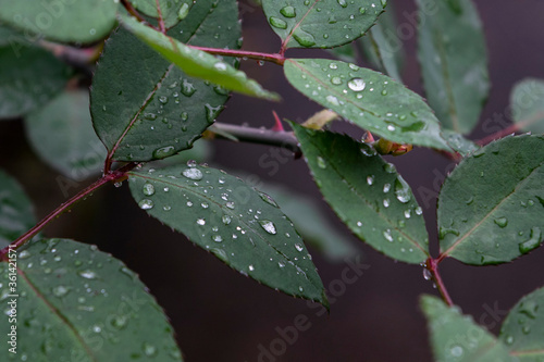 rain drops on a leaf