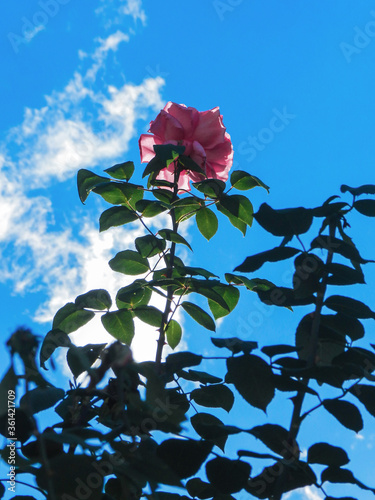 pink rose against blue sky with clouds