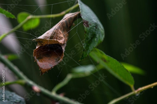 cobweb on leaf