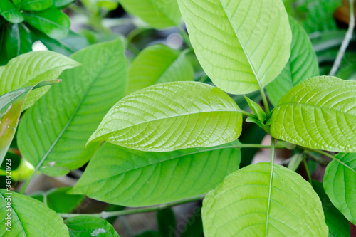 kratom plant (Mitragyna speciosa) Mitragynine on blur background ,Drugs and Narcotics,Thai herbal which encourage health