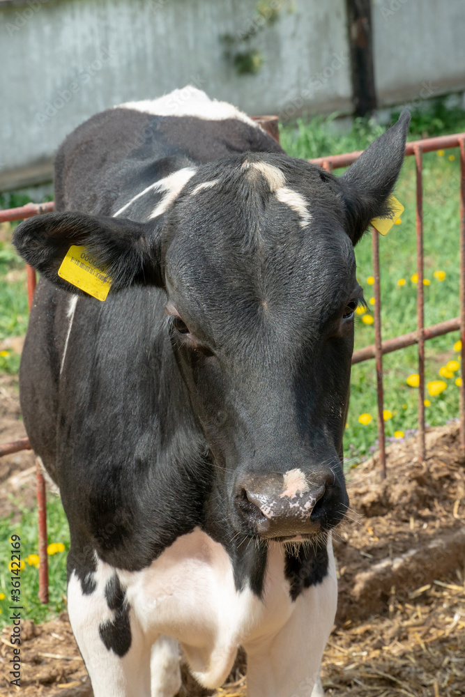 Calves and cows in a paddock outside in the fresh air. Agriculture with the care of animals. Calves and cows in a paddock outside in the fresh air. Agriculture with the care of animals.