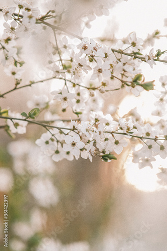 cherry tree blossom