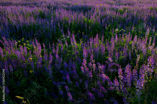Violet flowers blooming field at sunset time 