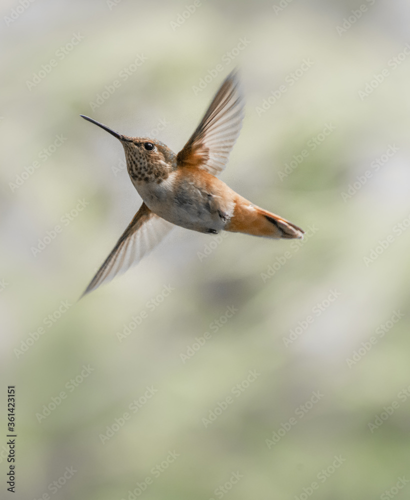 Fototapeta premium Rufous Hummingbird 2922