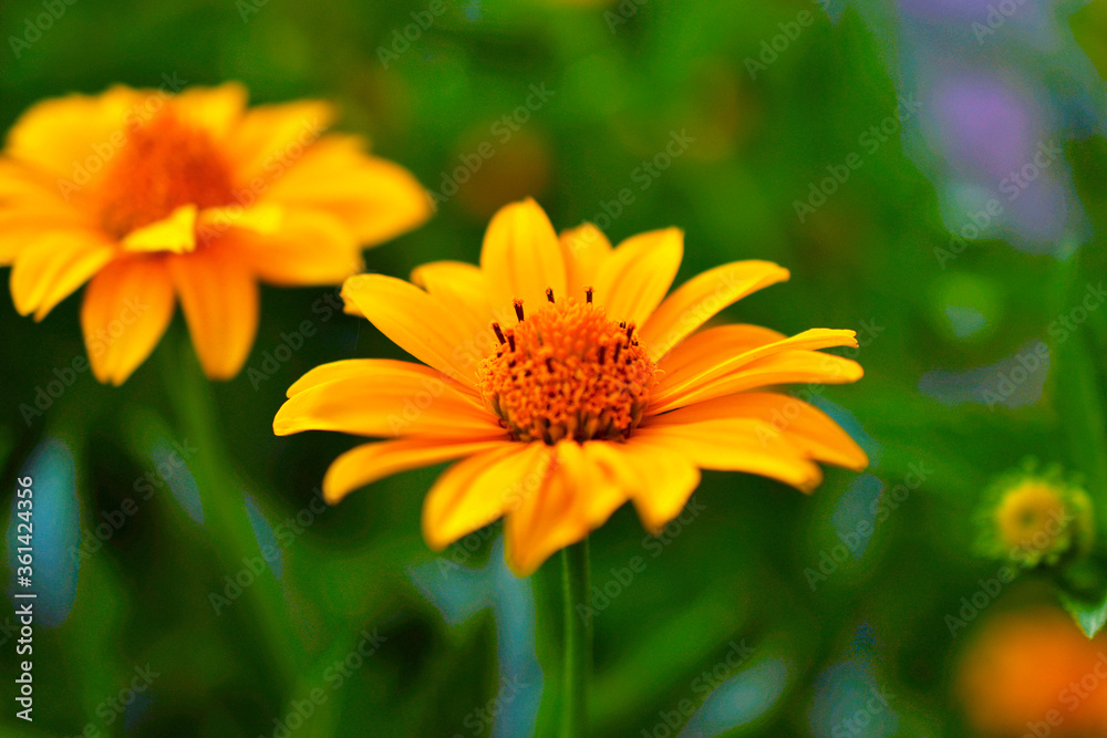 Yellow flowers of the Asteraceae or Daisy in green closeup Yellow flowers of the Asteraceae or Daisy in green closeup