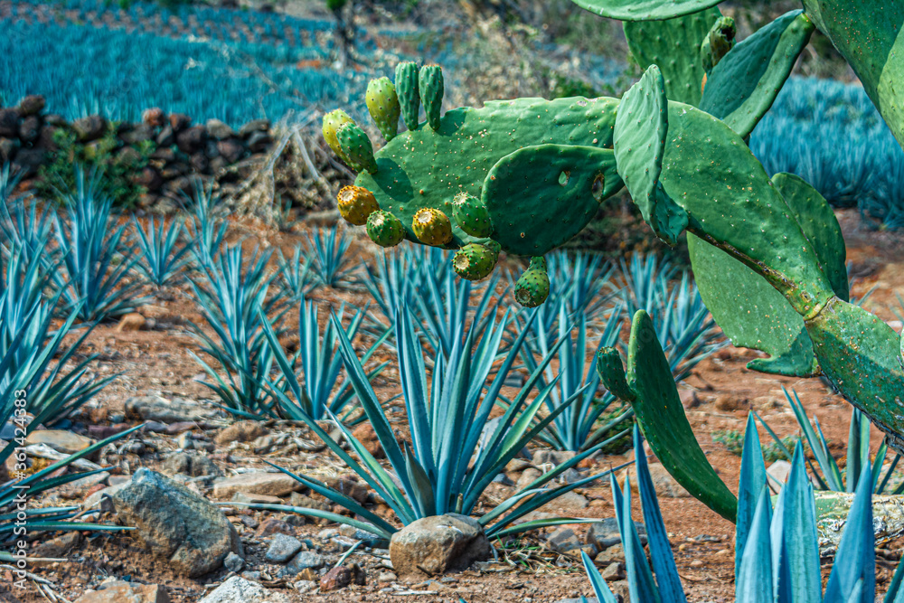 Fototapeta premium Agave Azul Tequilana Weber 005