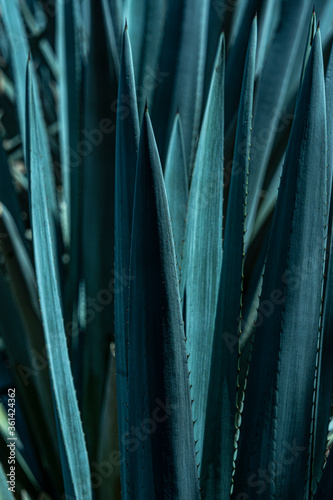 Agave Azul Tequilana Weber 005