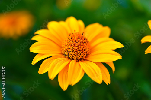 Yellow flowers of the Asteraceae or Daisy in green closeup