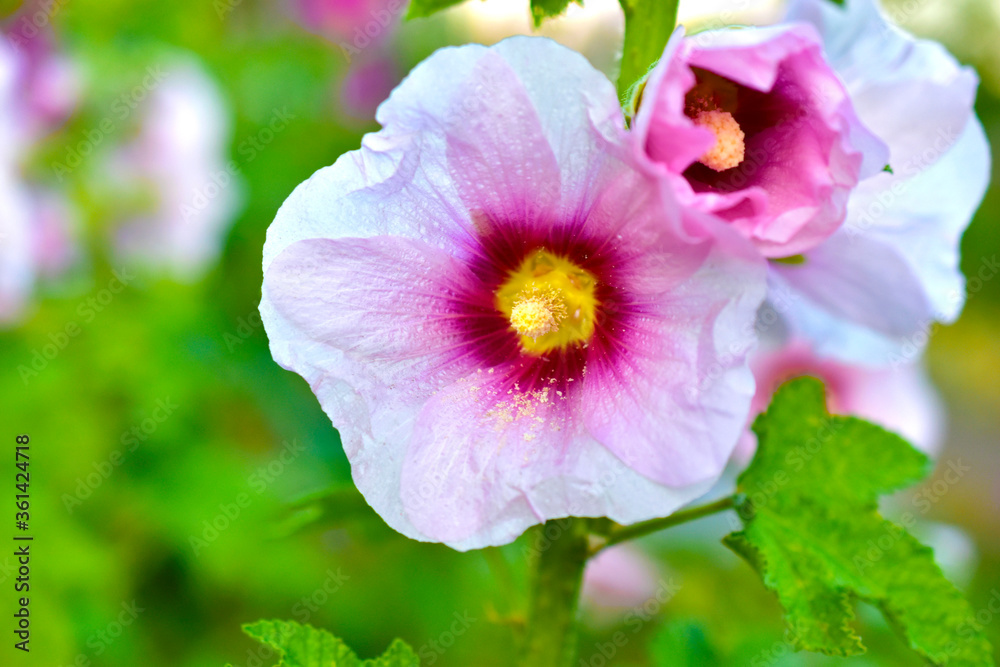 Multicolored mallow flowers on green bushes