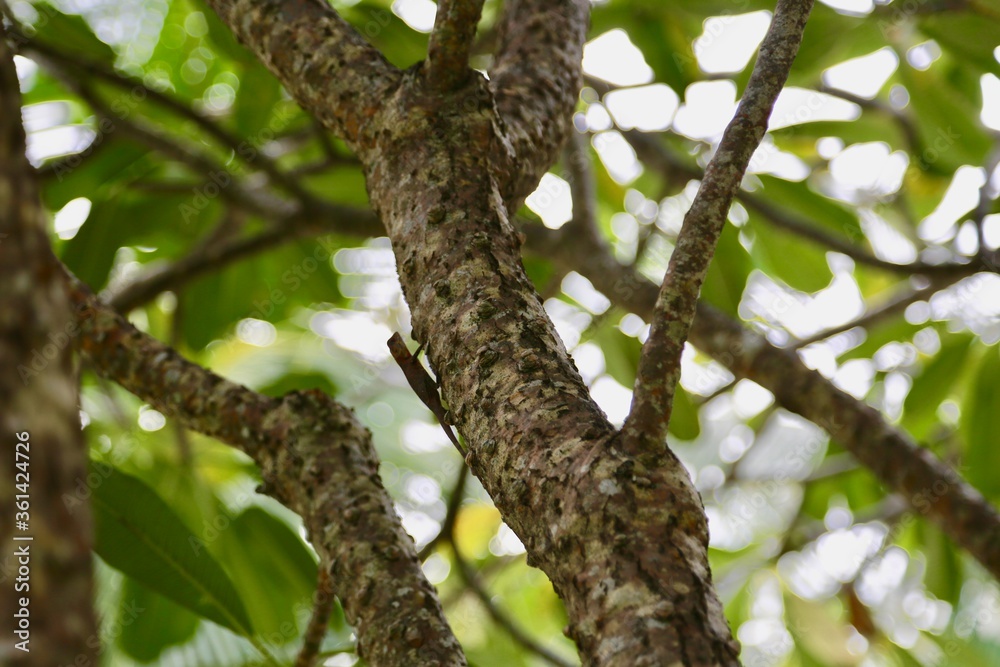A lizard perched on a tree branch A lizard perched on a tree branch