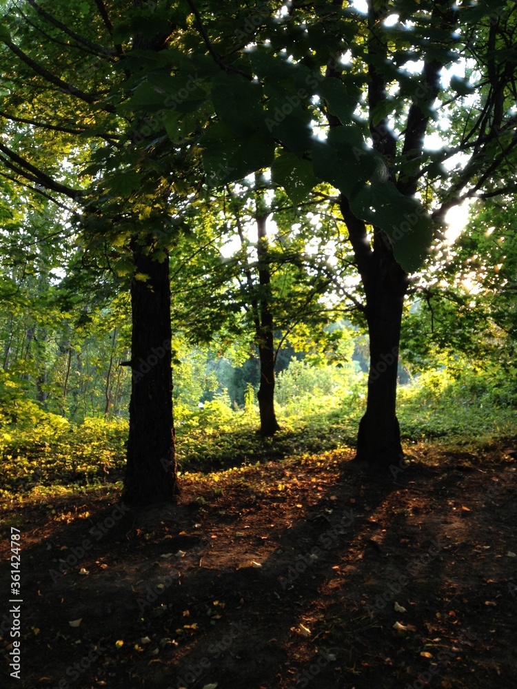 Fototapeta premium A trees in a forest