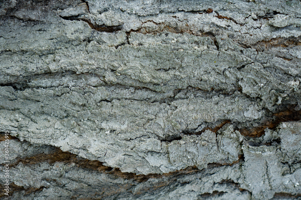 Tree bark cherries for background Tree bark cherries for background