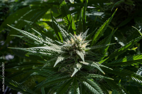 Flowering Cannabis Plant Close up 03
