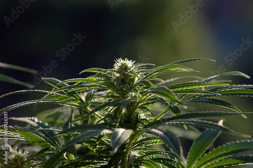 Flowering Cannabis Plant Backlit 1