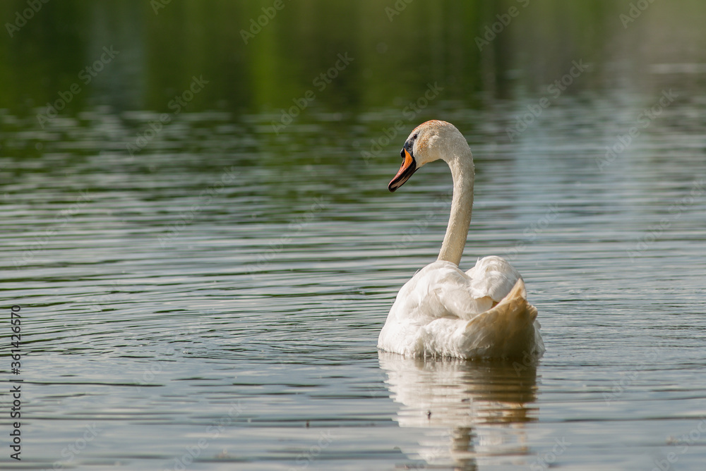 Fototapeta premium Swan on the lake. Truskavets, Ukraine.