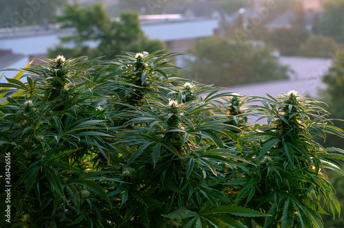 Cannabis Garden at Sunrise
