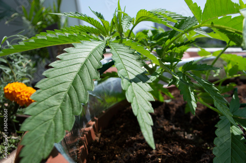 Cannabis Seedling in Garden