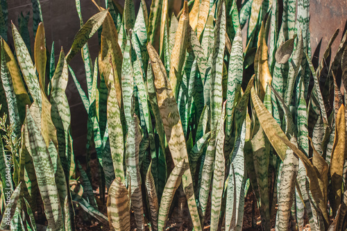 Organic Texture leafs plants of Brazil