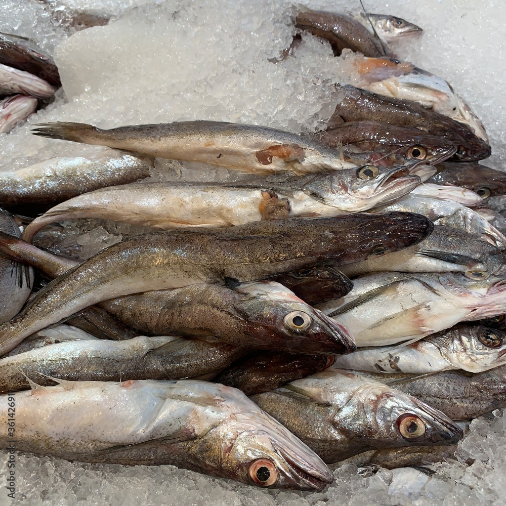 Obraz premium fresh fish on ice