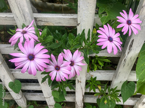 pink flowers on wooden fence