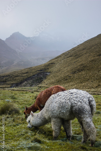 Lamas Grazing in the Meadows of the Andes Mountains in Ecuador