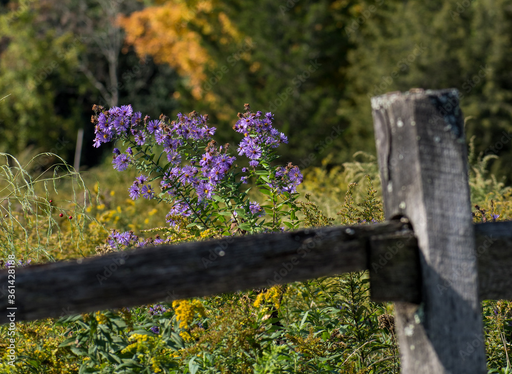 Purple New England aster in field next to post and beam fence during the height of autumn. Purple New England aster in field next to post and beam fence during the height of autumn.