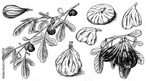 Fresh figs set. Detox spice. Dried fruit, cut pieces. Foliage, plant and branch. Vector Engraved hand drawn sketch for label, poster or menu. 