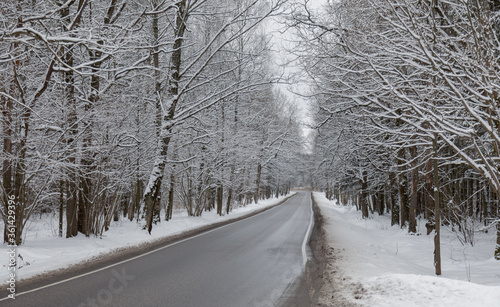 Winter road through the forest. 