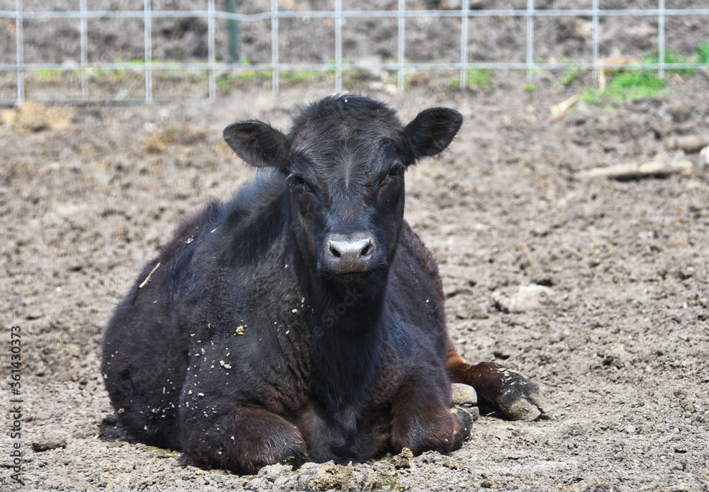 Black Cow Resting Black Cow Resting