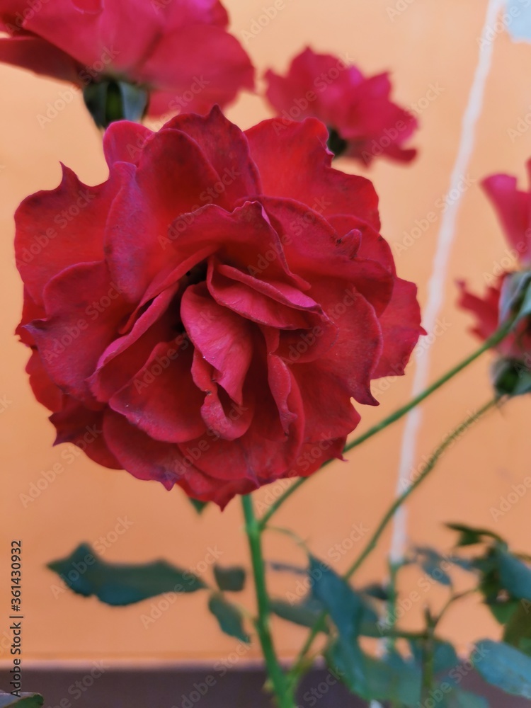 red rose on a wooden background red rose on a wooden background