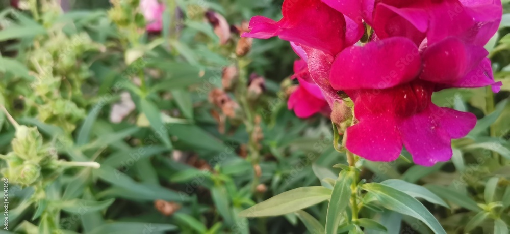 purple and yellow flowers